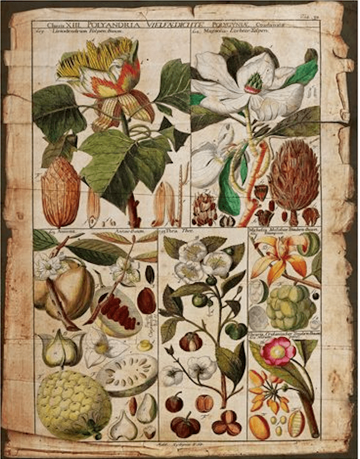 Botanica Pages - GW Senseroom