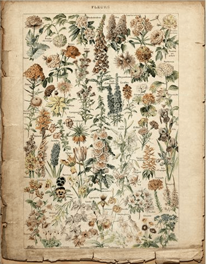 Botanica Pages - GW Senseroom