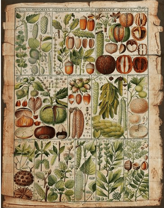 Botanica Pages - GW Senseroom