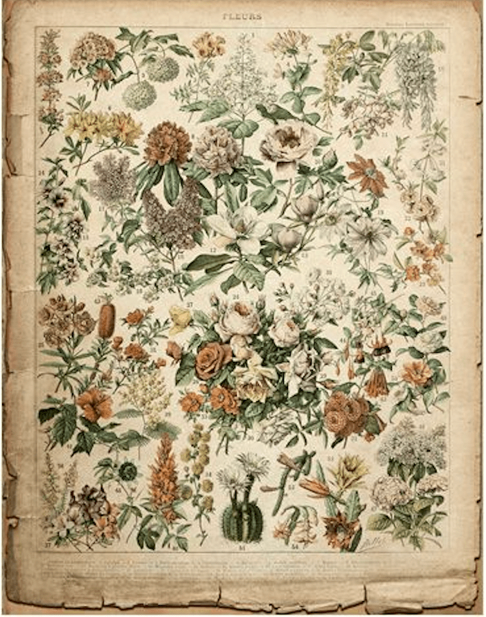 Botanica Pages - GW Senseroom