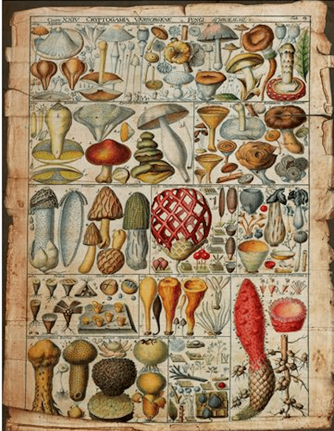 Botanica Pages - GW Senseroom