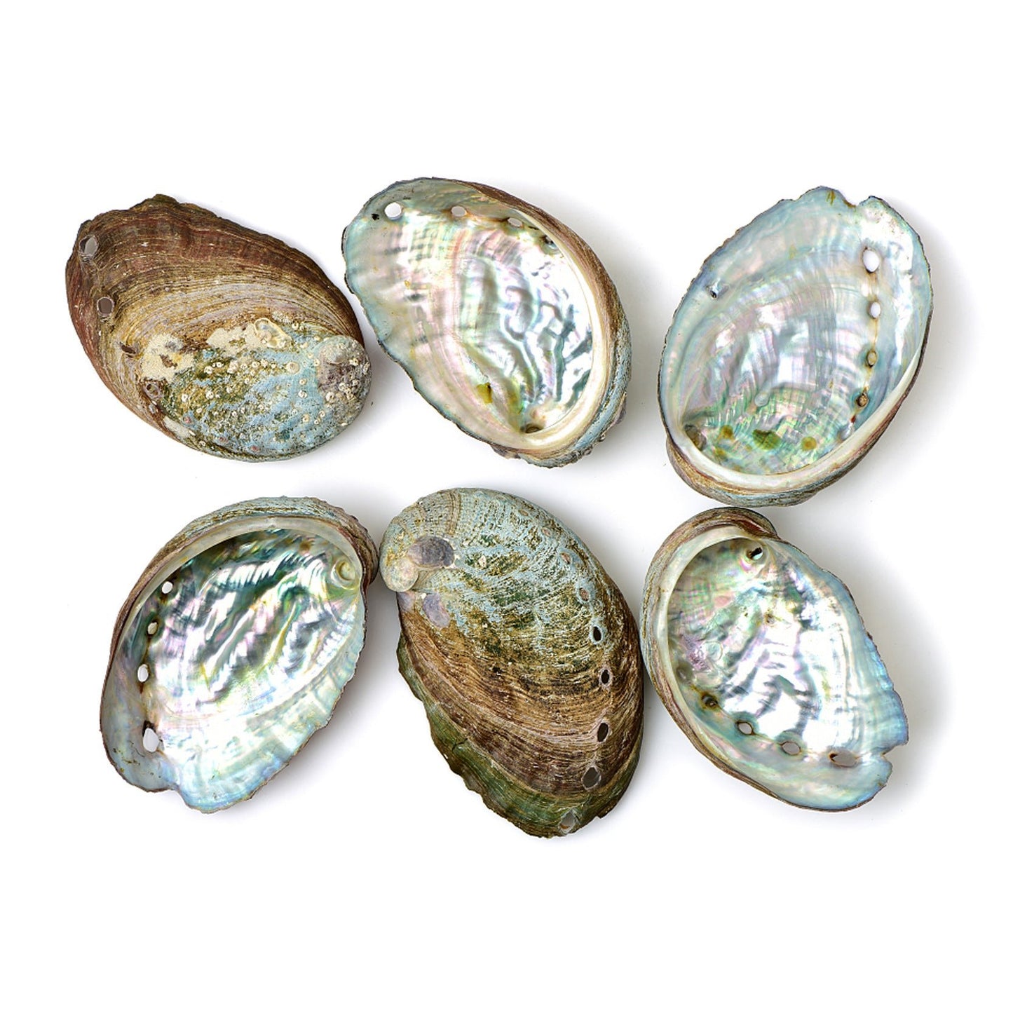 Natural Abalone Shell - GW Senseroom